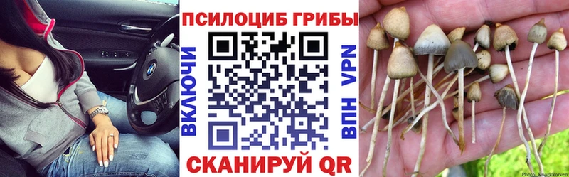 магазин  наркотиков  Нефтекумск  Псилоцибиновые грибы Psilocybine cubensis 